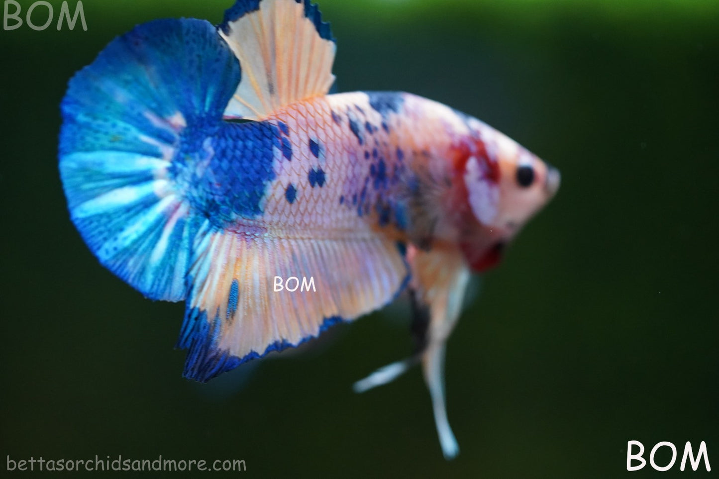 LIVE BETTTA MALE METALLIC MULTICOLOUR HMPK BEAUTIFUL COLOURS | BOM-A281