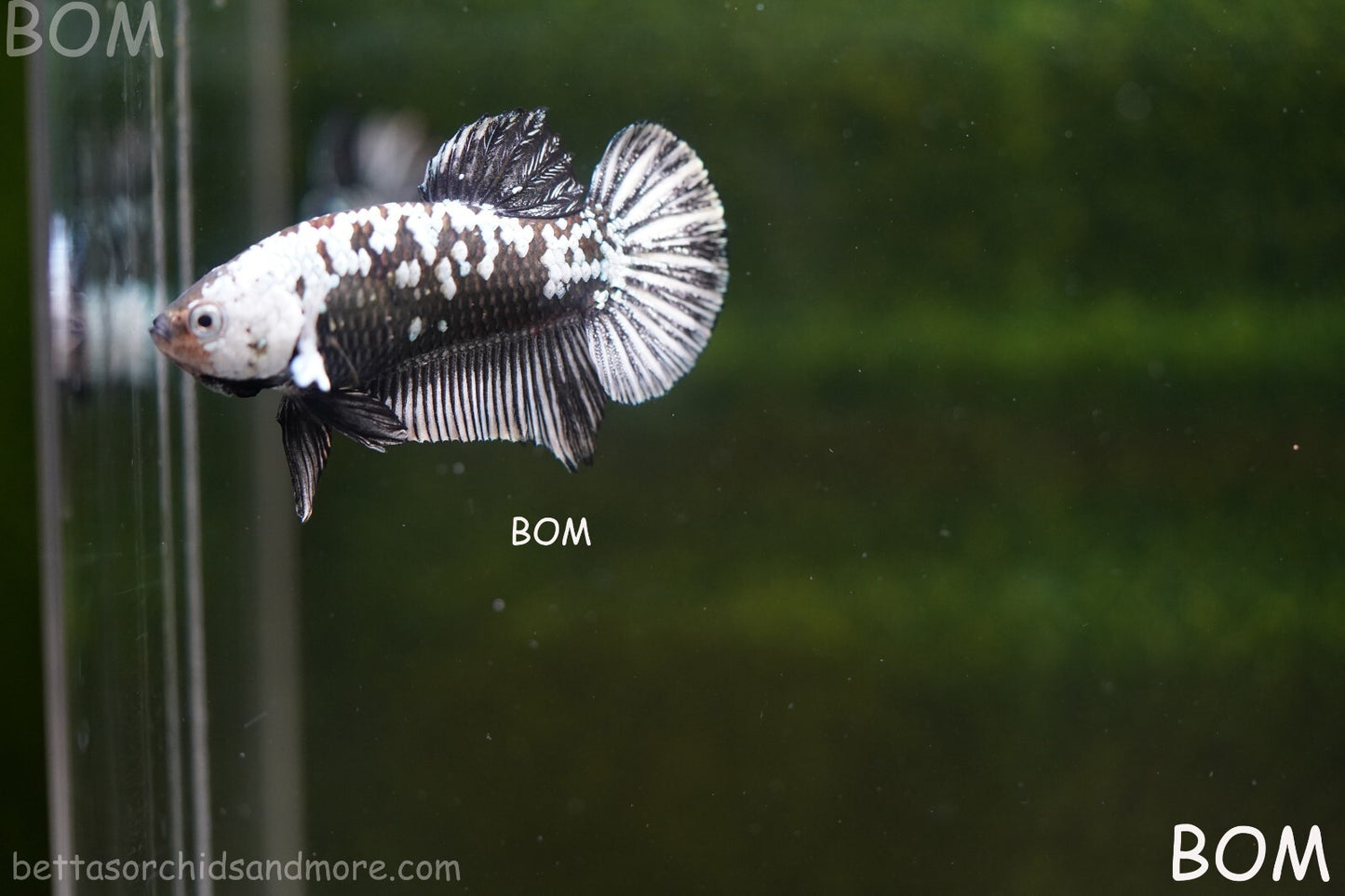 LIVE BETTA HMPK FEMALE BLACK MAMBA | BOM-A249