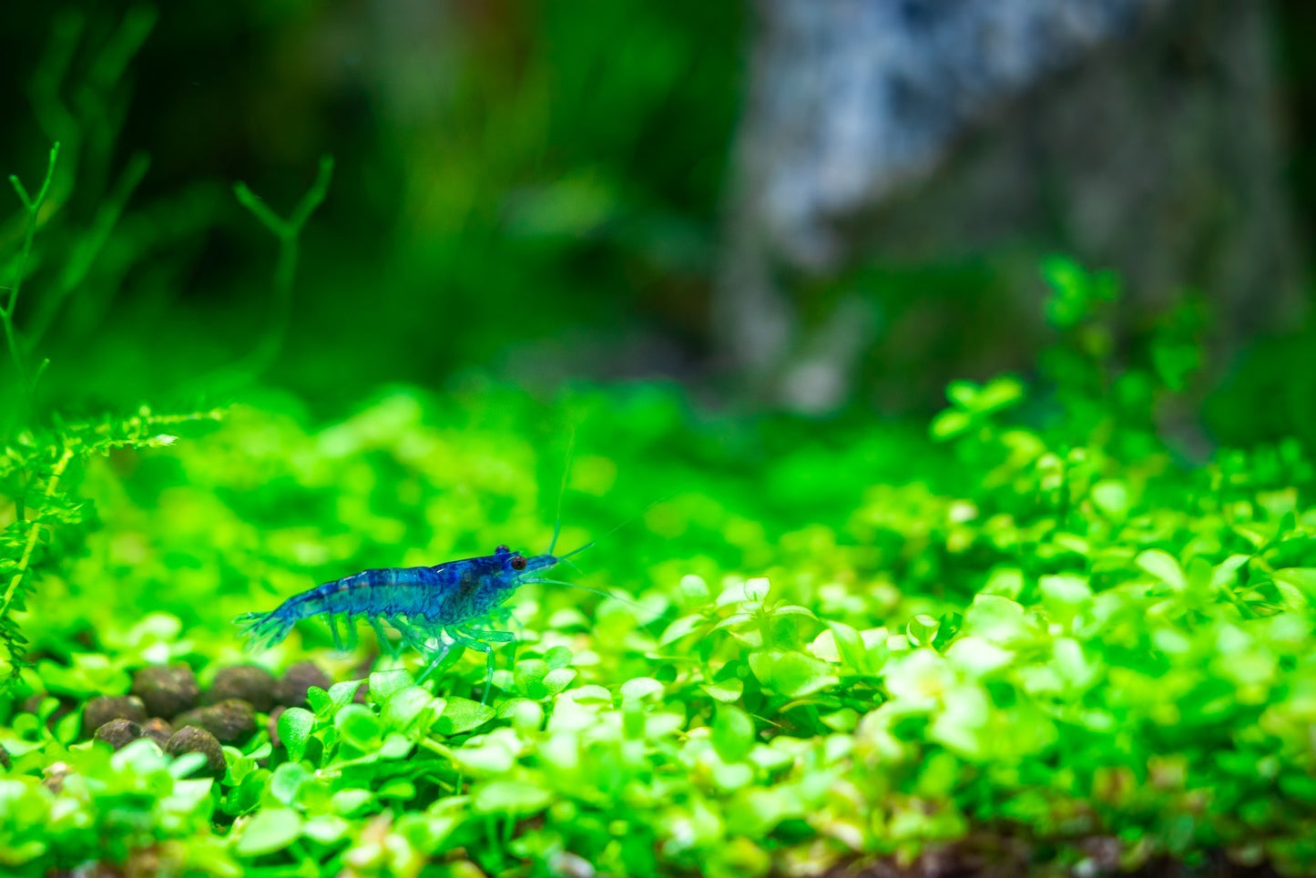 10+1 BLUE SOLID SHRIMP Live Freshwater – Hardy & Peaceful – FREE Shipp