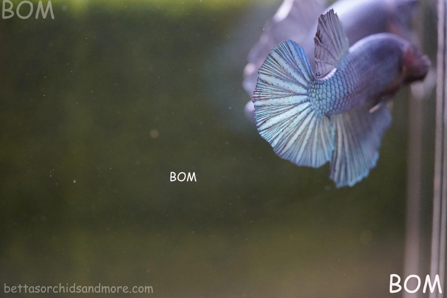 Betta Plakat GIANT MALE BLUE SERIES 5 CM BO | BOM-A309