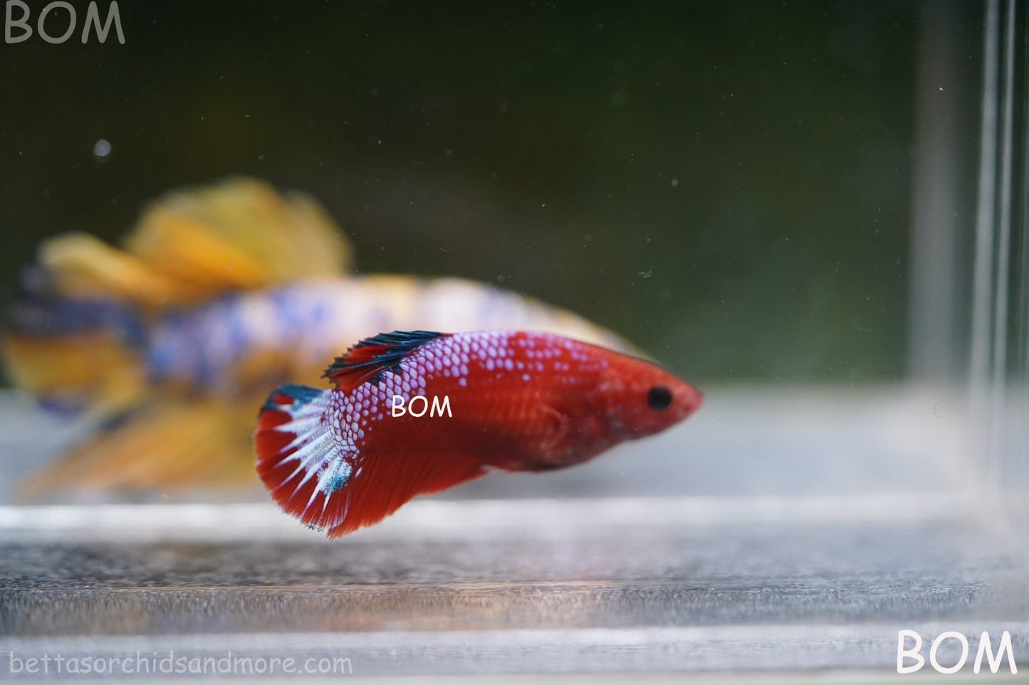 PREMIUM FEMALE HELLBOY HMPK BETTA Fish:Live HMPK | BOM-A275