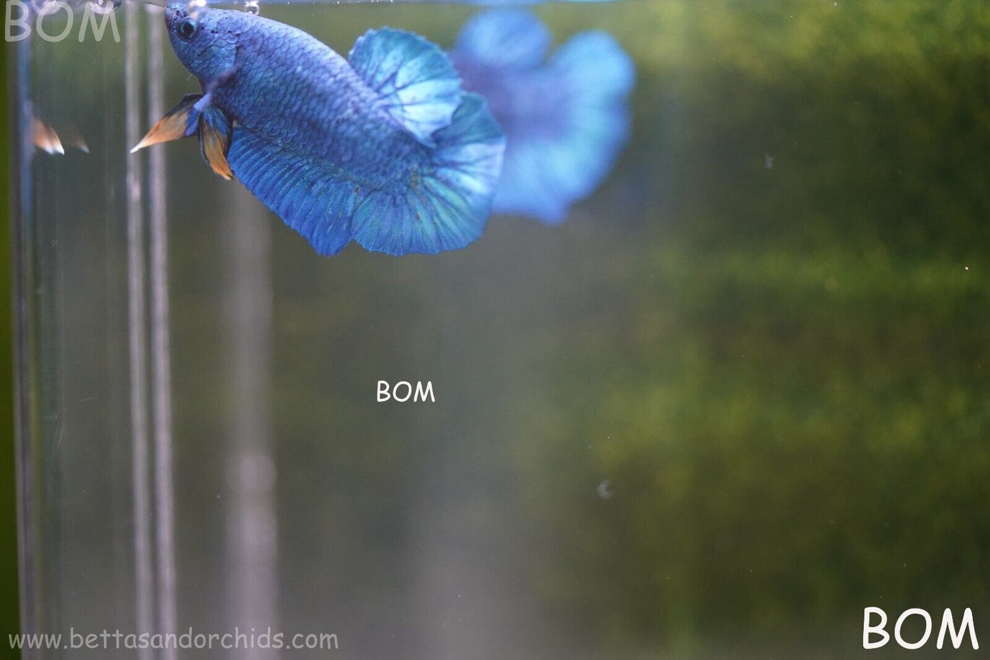 MALE GREEN ARMOUR SERIES Plakat Betta Fish: Live HMPK YELLOW TIE BOM-A65