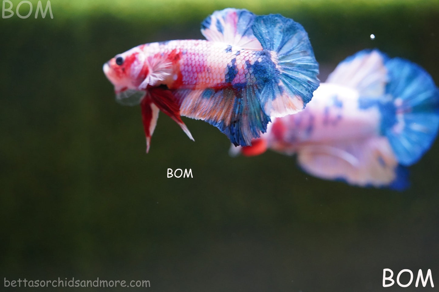 LIVE BETTTA MALE METALLIC MULTICOLOUR HMPK BEAUTIFUL COLOURS | BOM-A280