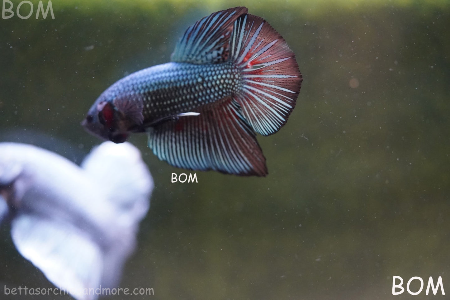 LIVE BETTA GIANT MALE BLUE SERIES 5 CM BO | BOM-A313