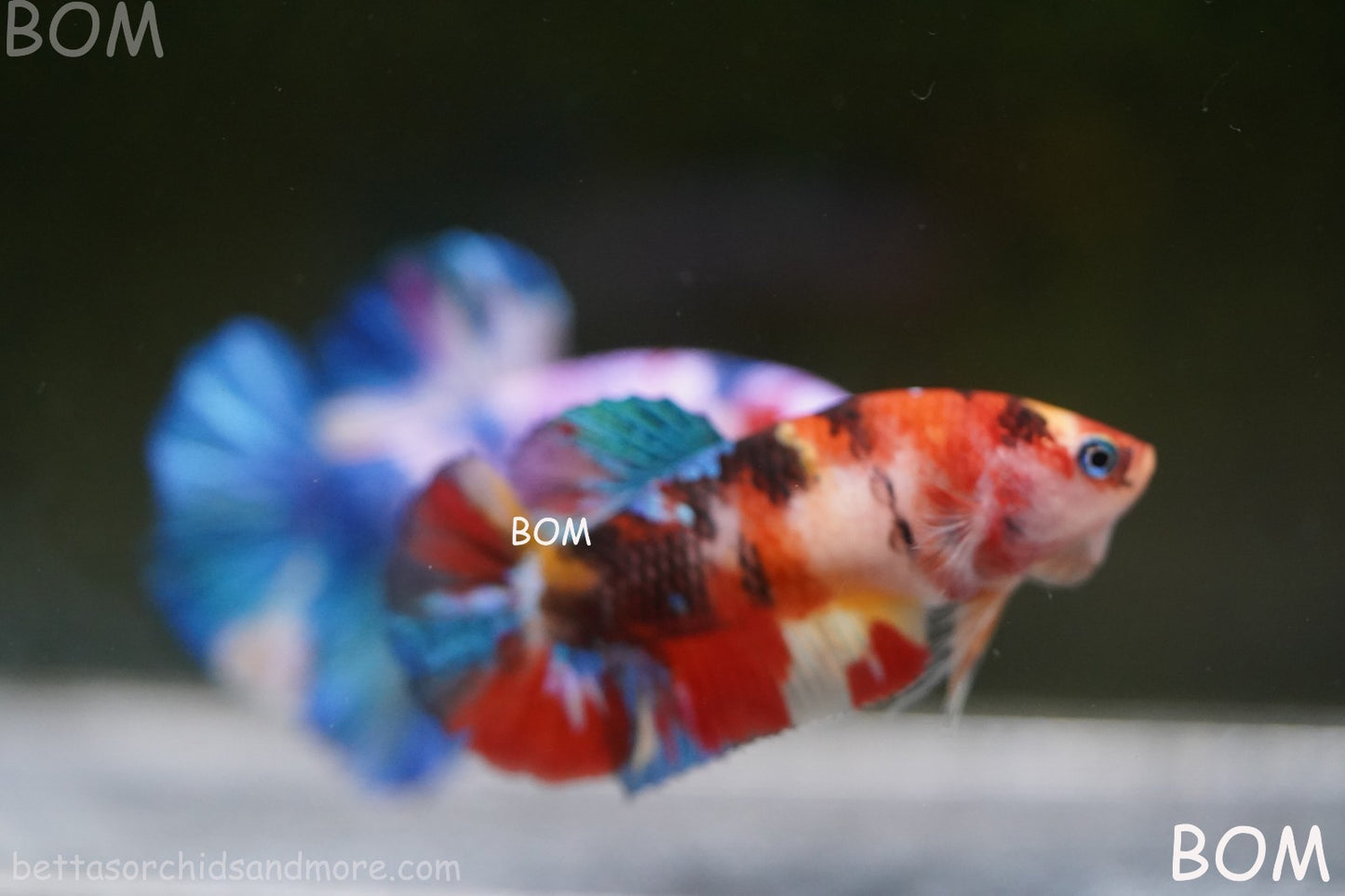 LIVE BETTTA FEMALE METALLIC MULTICOLOUR HMPK BEAUTIFUL COLOURS | BOM-A286