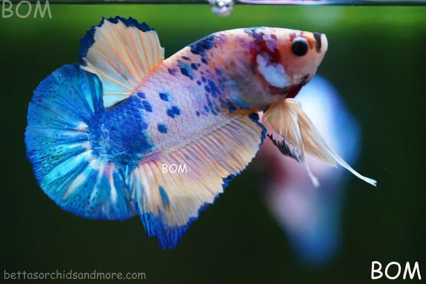 LIVE BETTTA MALE METALLIC MULTICOLOUR HMPK BEAUTIFUL COLOURS | BOM-A281