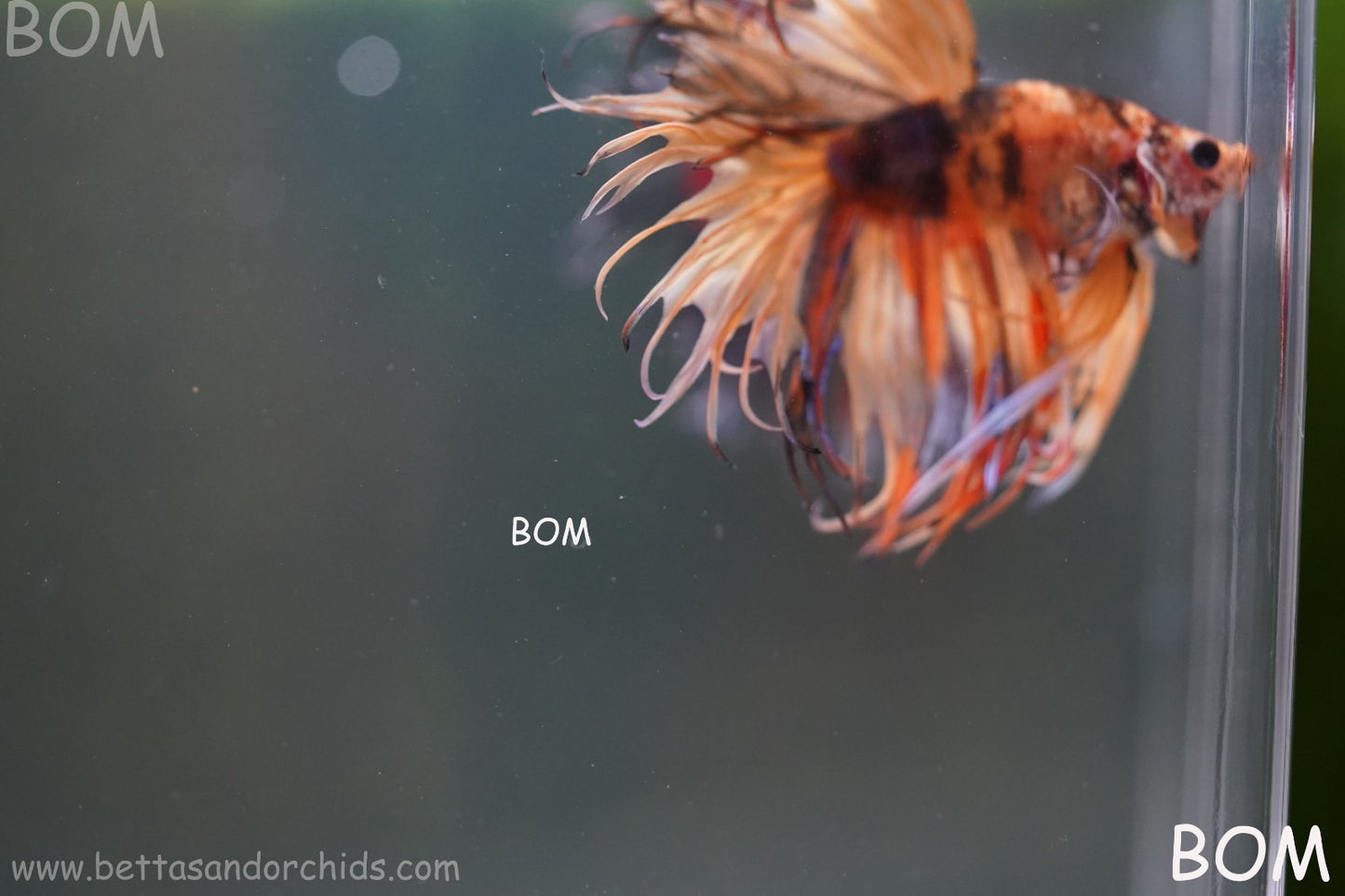 LIVE BETTA MALE CROWN JELLY YELLOW : Unique Fish | BOM-A301