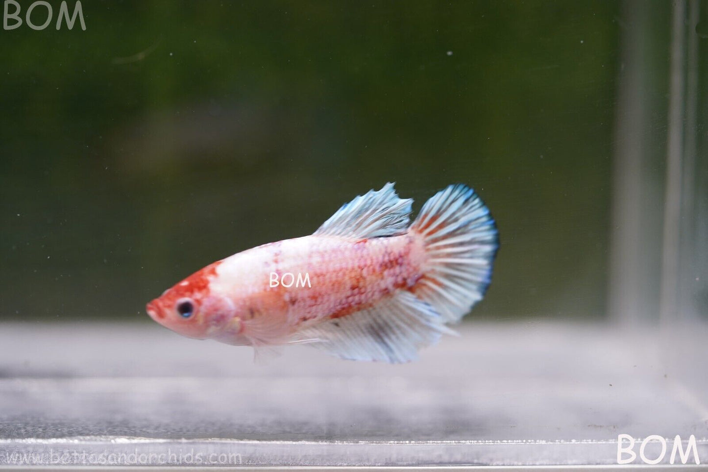 MALE BETTA HMPK MULTICOLOUR | BOM932