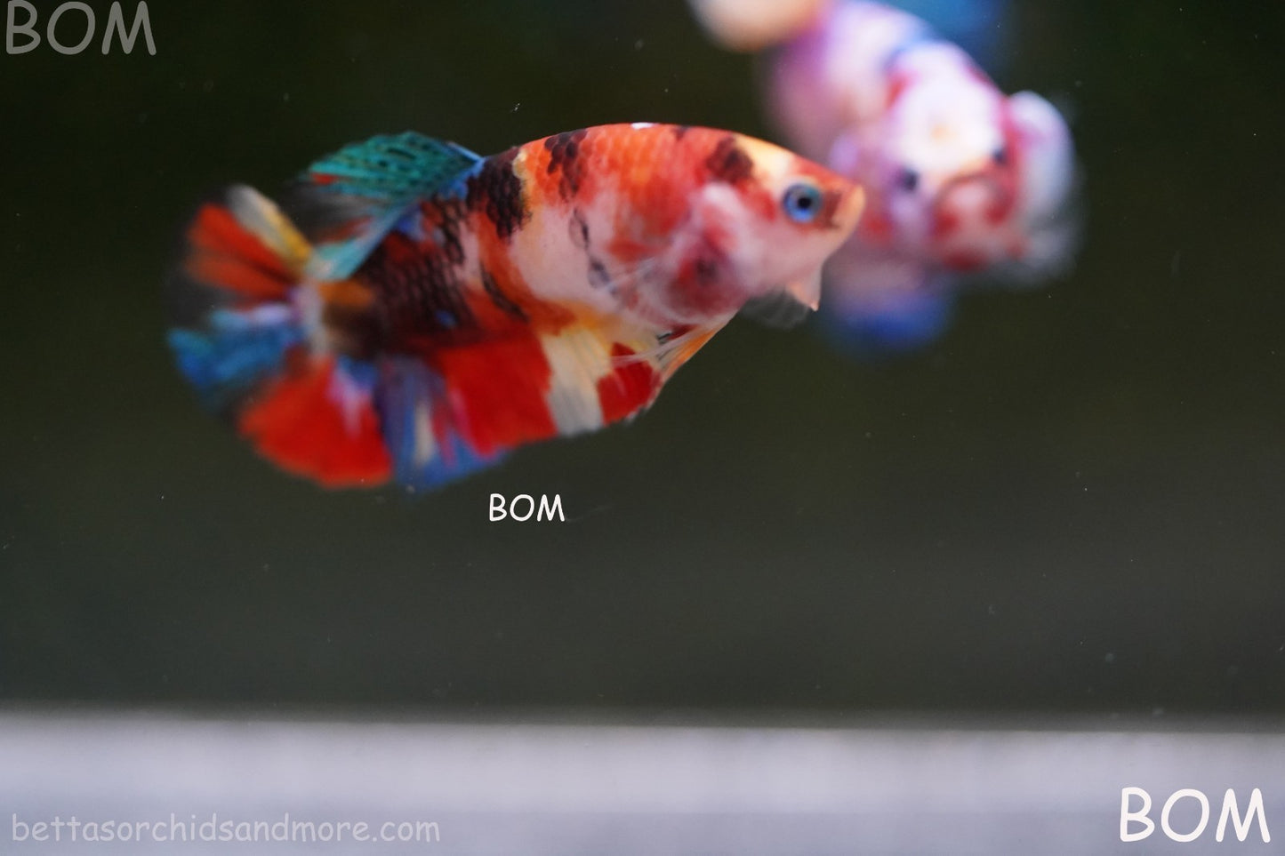 LIVE BETTTA FEMALE METALLIC MULTICOLOUR HMPK BEAUTIFUL COLOURS | BOM-A286