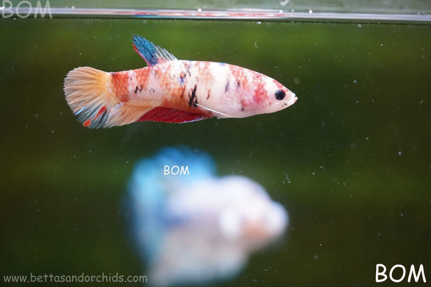 LIVE BETTTA BIG FEMALE MULTICOLOUR HMPK | BOM-A118