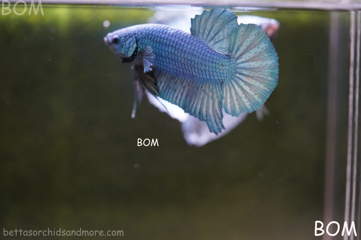 Betta Plakat GIANT MALE BLUE SERIES 5 CM BO | BOM-A307
