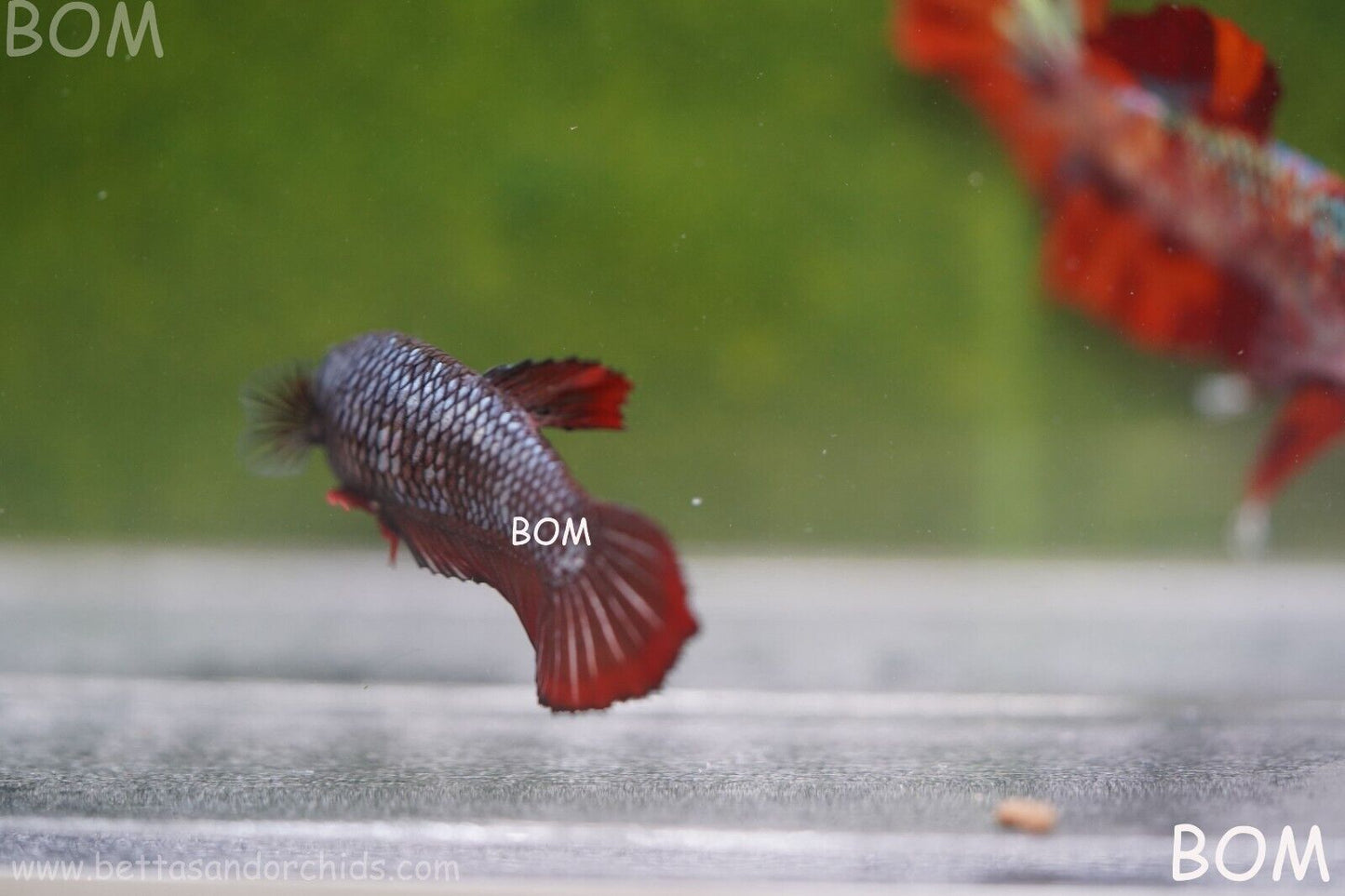 FEMALE RED SAMURAI HMPK Betta Fish - SORORITY : BOM997