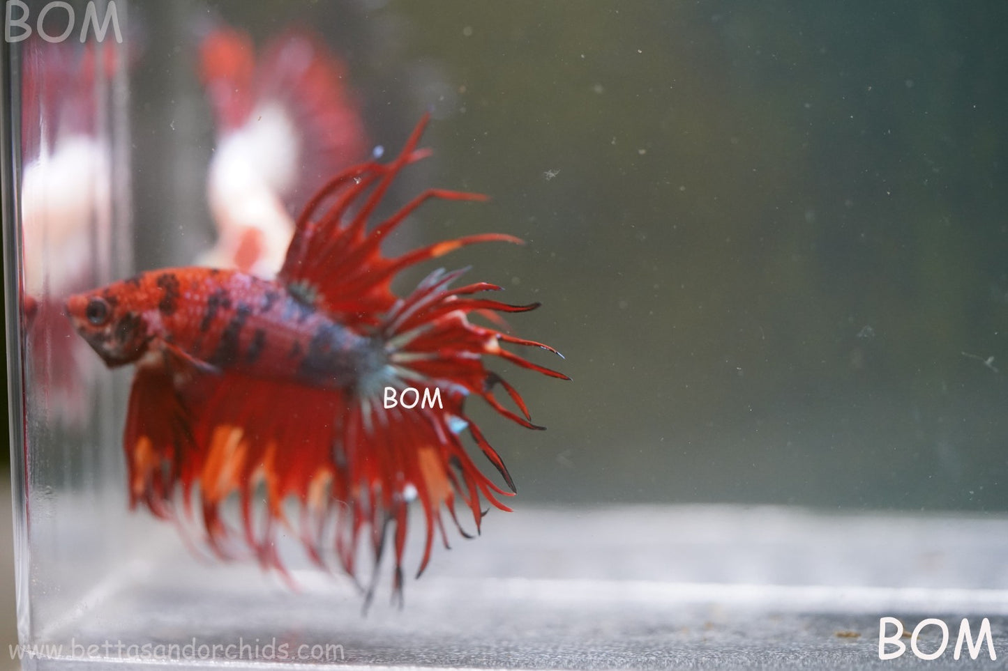 LIVE BETTA MALE CROWN NEMO REDS : Unique Fish | BOM-A302