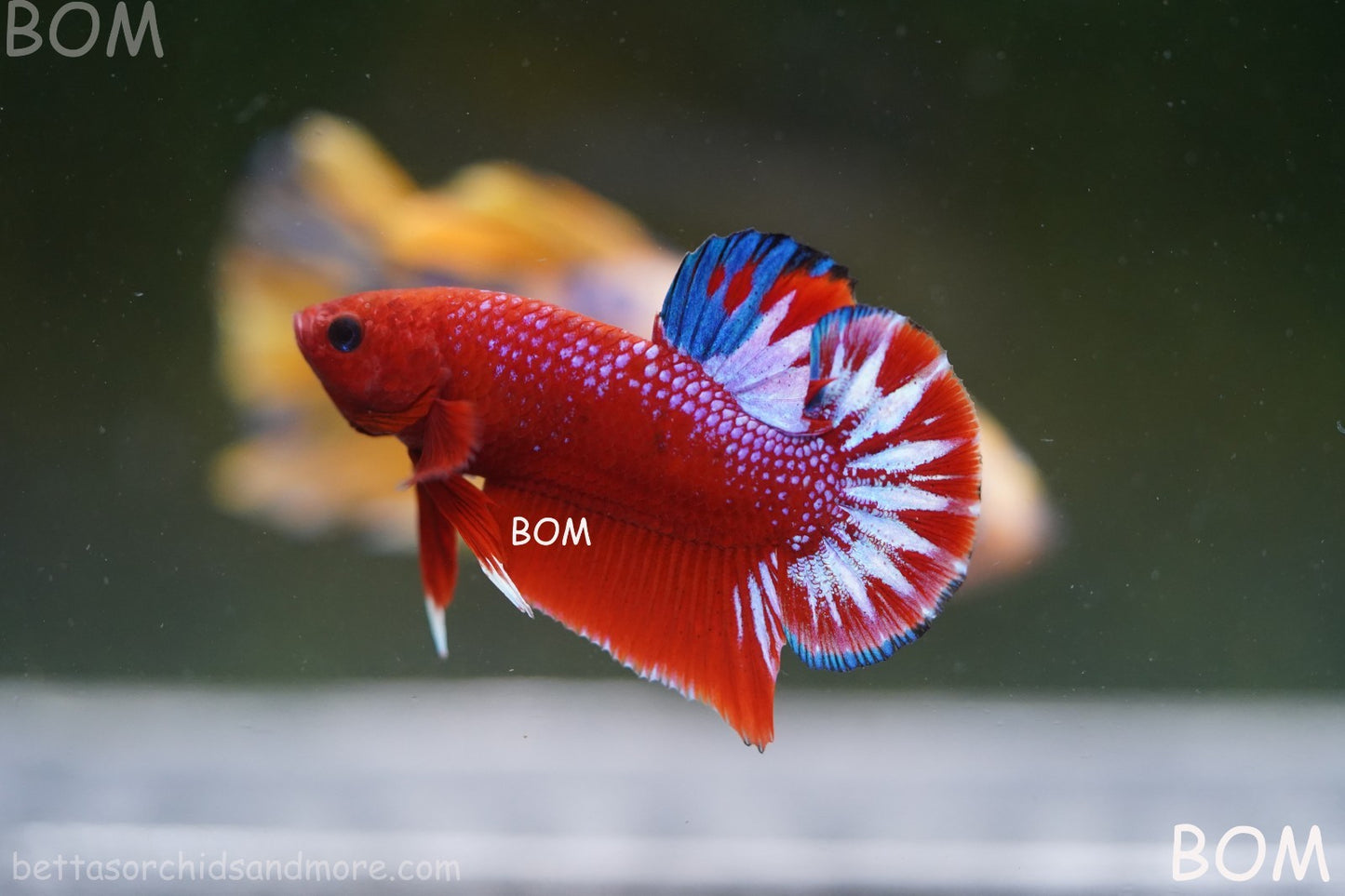 PREMIUM MALE HELLBOY HMPK BETTA Fish:Live HMPK | BOM-A270
