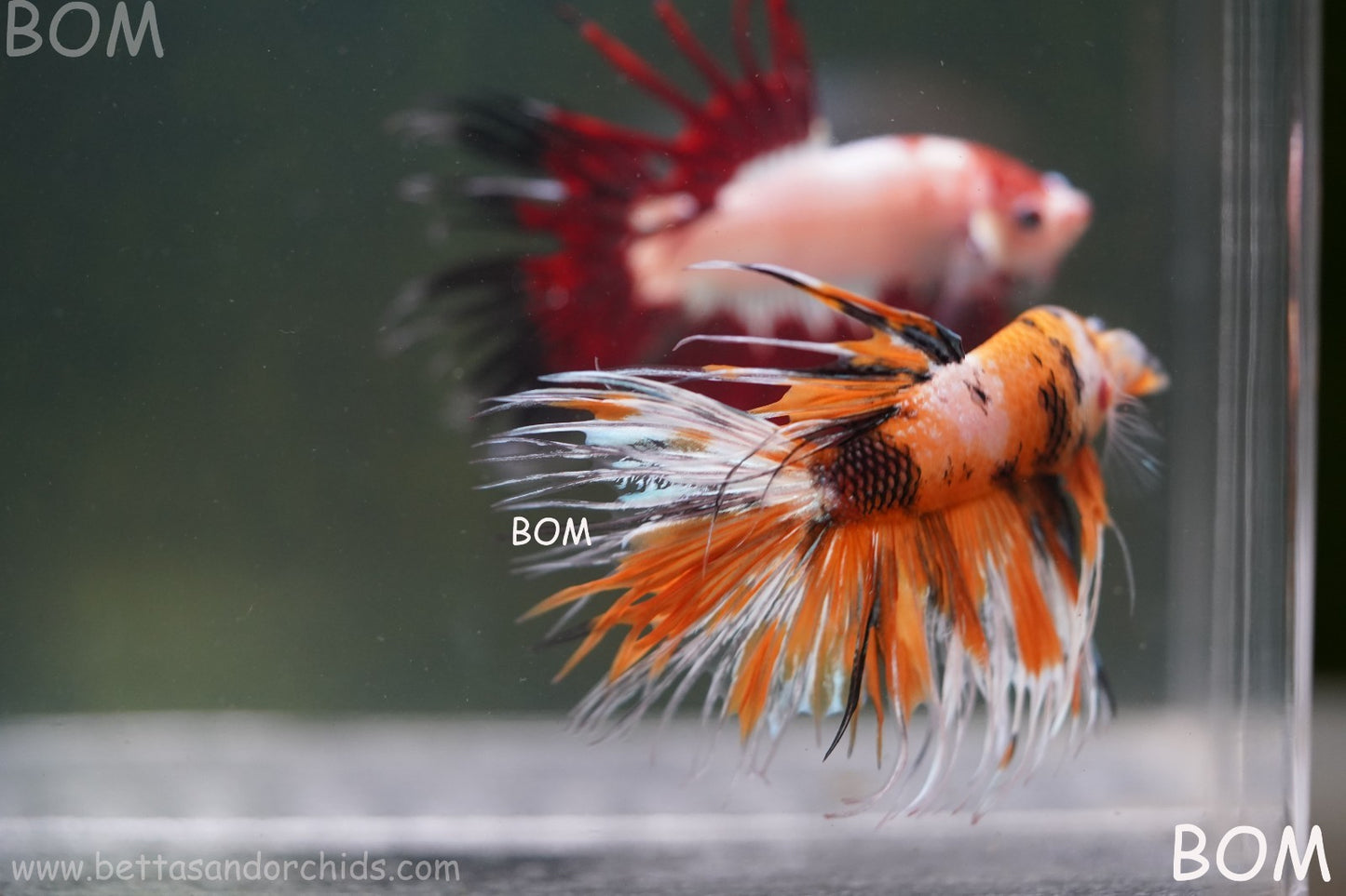 LIVE BETTA MALE CROWN LEOPARDS : Unique Fish | BOM-A296