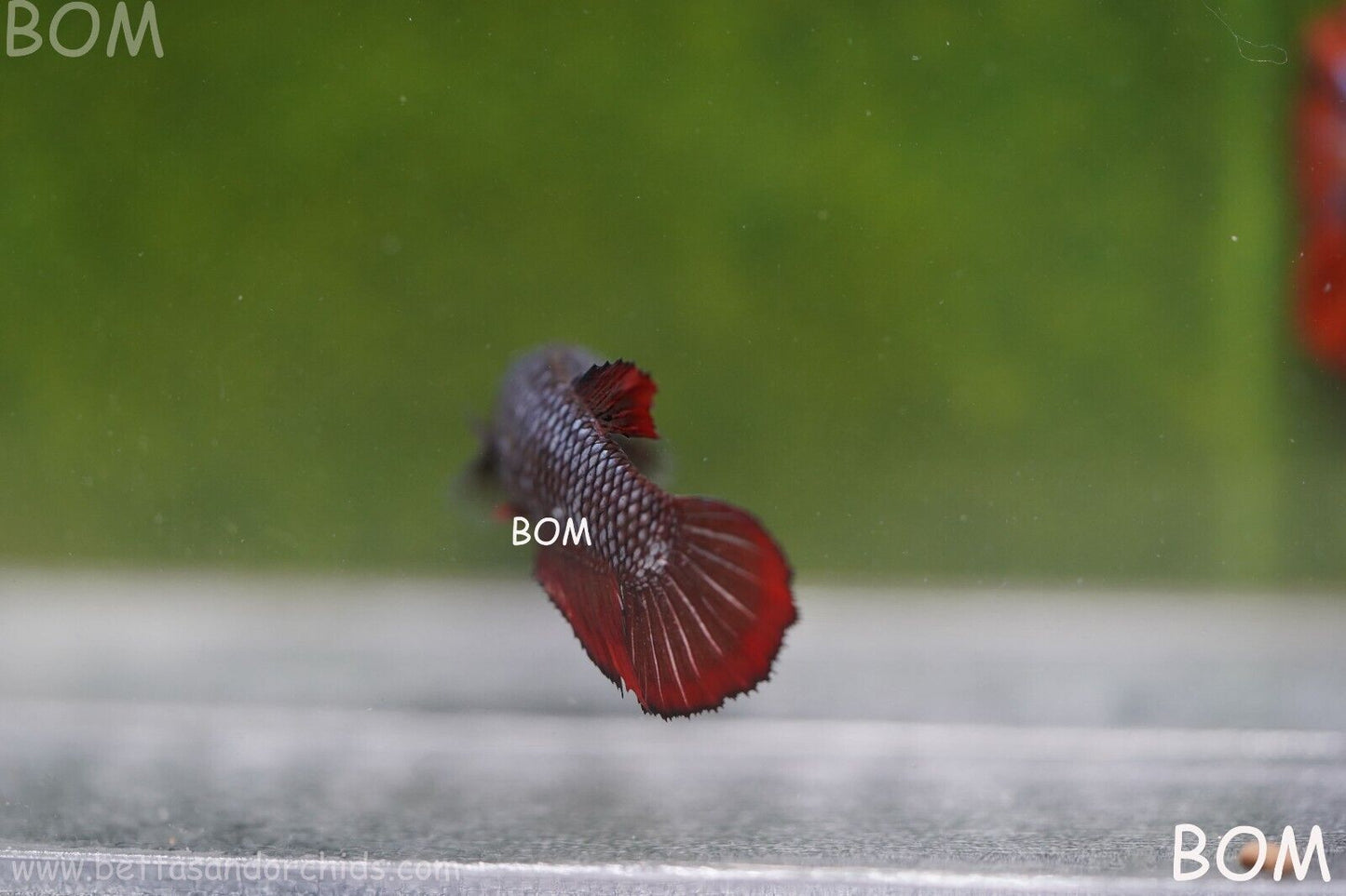 FEMALE RED SAMURAI HMPK Betta Fish - SORORITY : BOM997