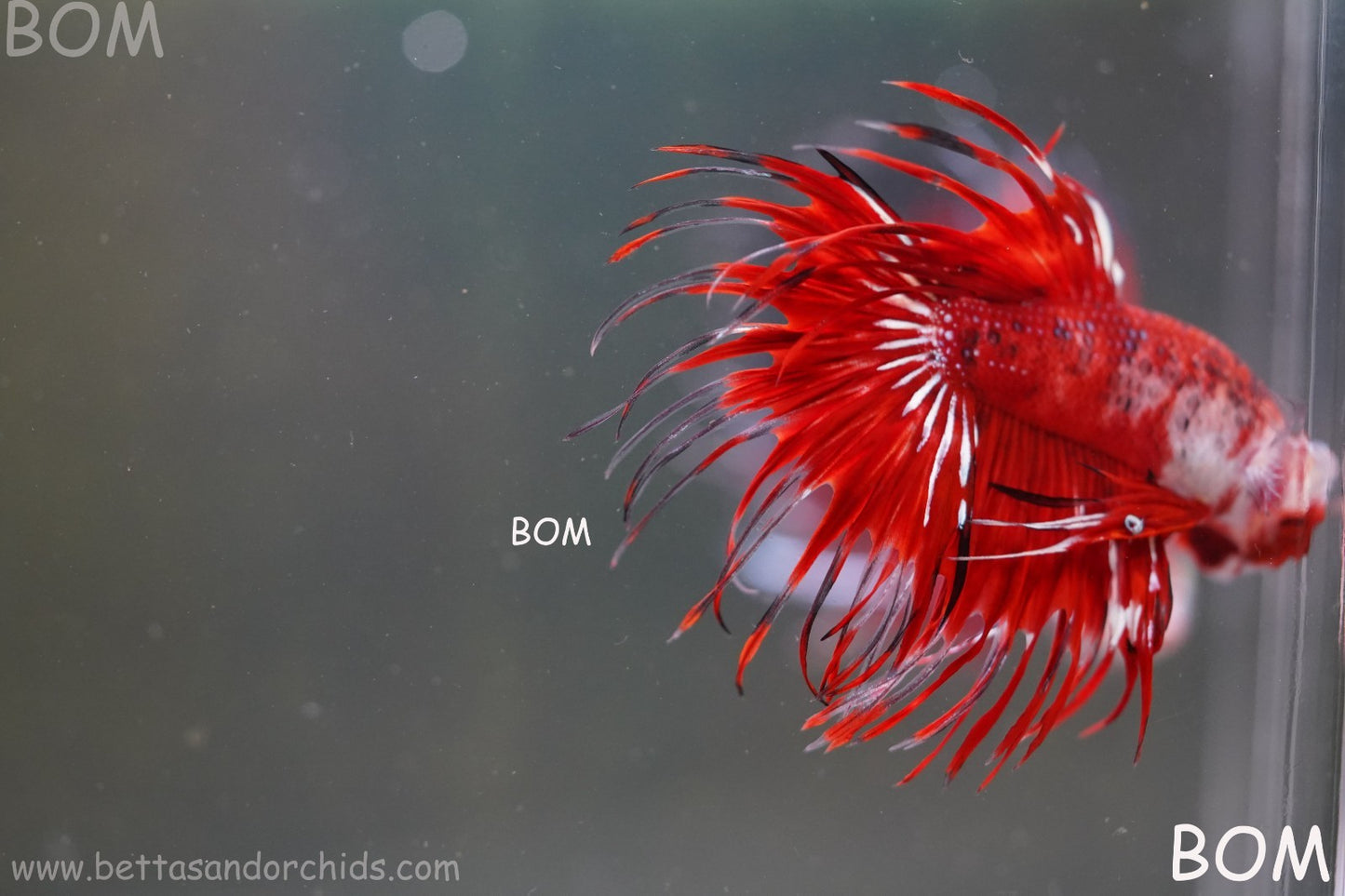 LIVE BETTA MALE CROWN FANTASTIC REDS KOI : Unique Fish | BOM-A303
