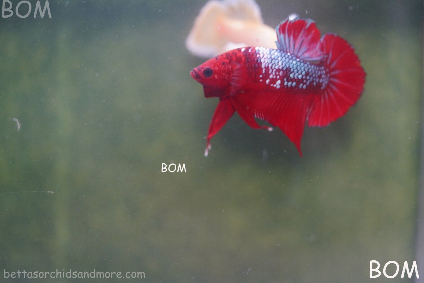 LIVE BETTA HMPK MALE FANCY RED | BOM-A177