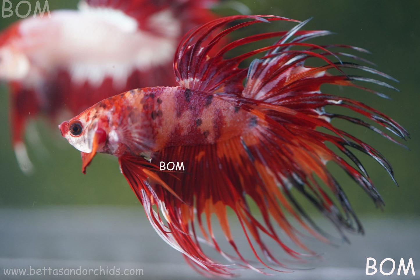 LIVE BETTA MALE CROWN FIREWORKS RED : Unique Fish | BOM-A292
