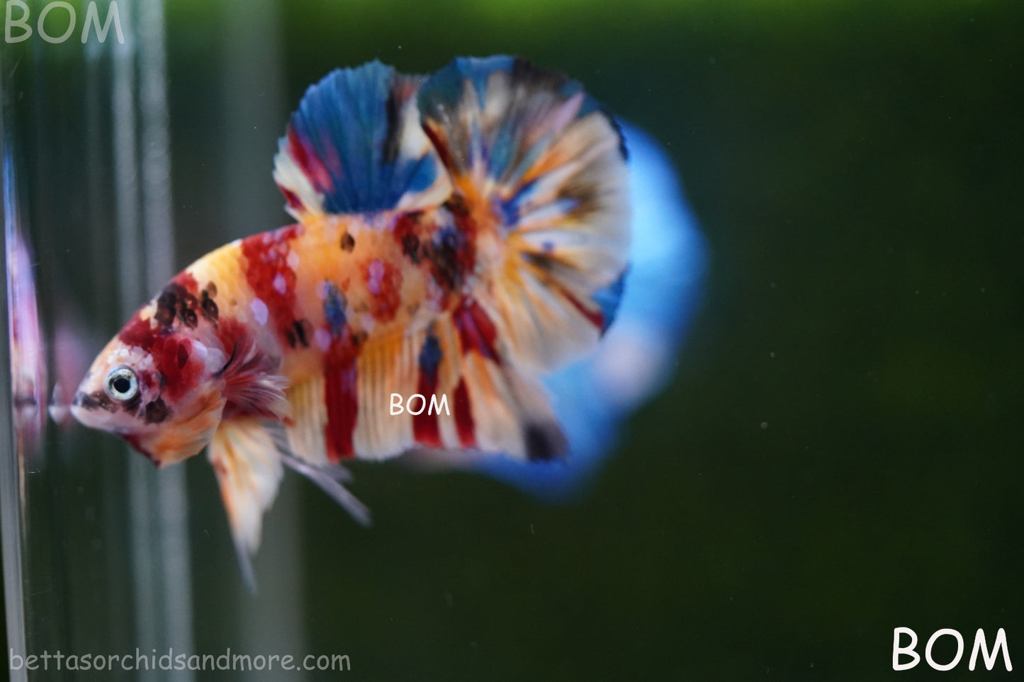 LIVE BETTTA MALE METALLIC MULTICOLOUR HMPK BEAUTIFUL COLOURS | BOM-A283
