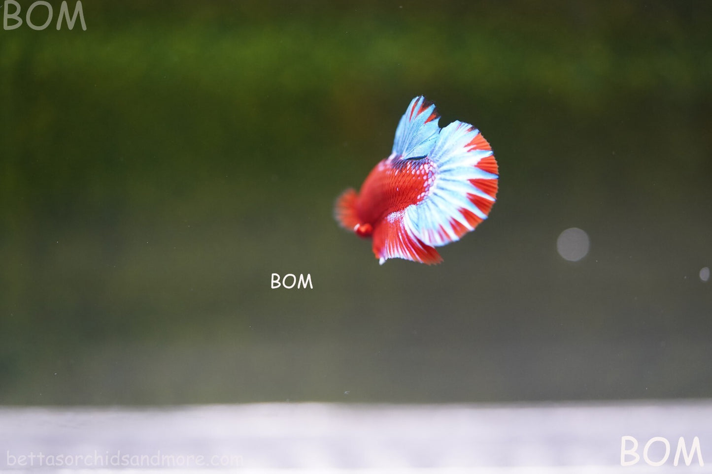 PREMIUM MALE HELLBOY HMPK BETTA Fish:Live HMPK | BOM-A226