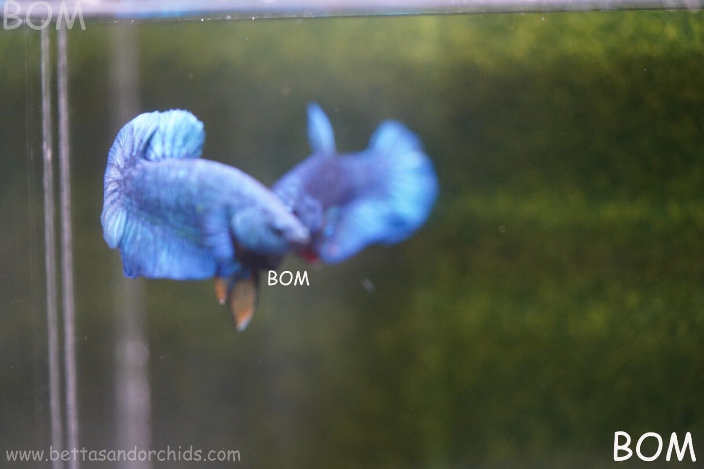 MALE GREEN ARMOUR SERIES Plakat Betta Fish: Live HMPK YELLOW TIE BOM-A65