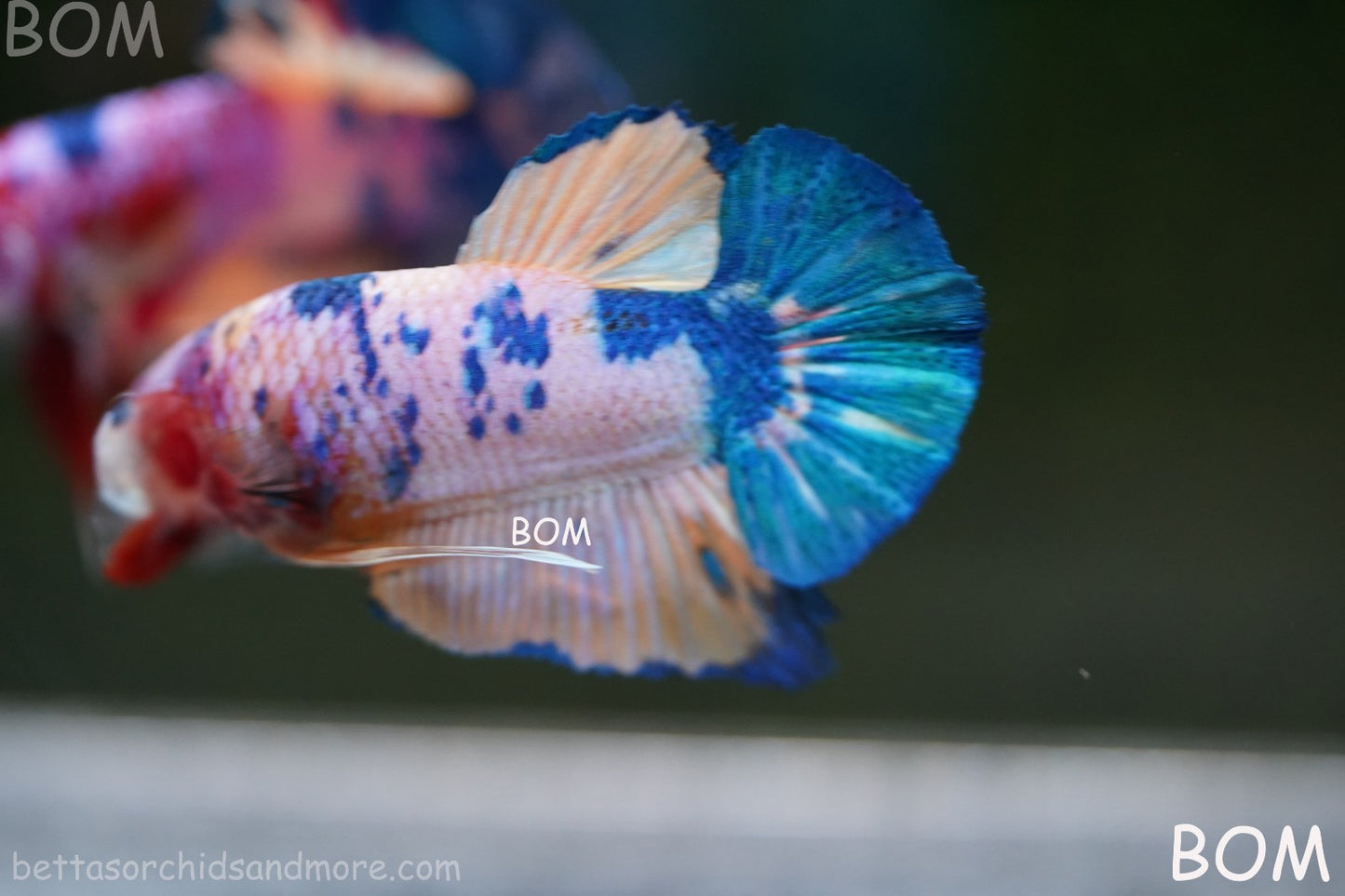 LIVE BETTTA MALE METALLIC MULTICOLOUR HMPK BEAUTIFUL COLOURS | BOM-A281