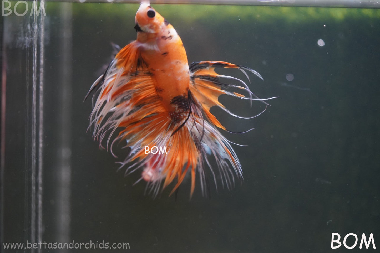 LIVE BETTA MALE CROWN LEOPARDS : Unique Fish | BOM-A296