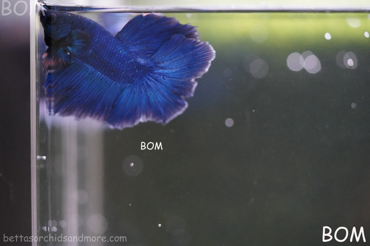 BETTA MALE LIVE HALF MOON TAIL BLUE BUTTERFLY : Unique Fish | BOM-428