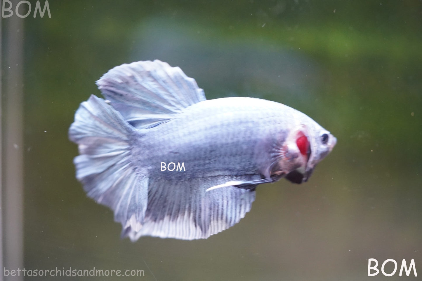 Betta Plakat GIANT MALE BLUE SERIES 5 CM BO | BOM-A306