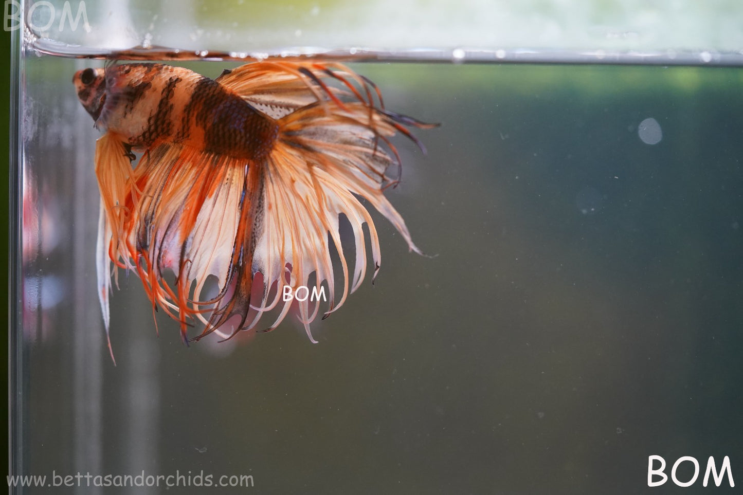 LIVE BETTA MALE CROWN JELLY YELLOW : Unique Fish | BOM-A301