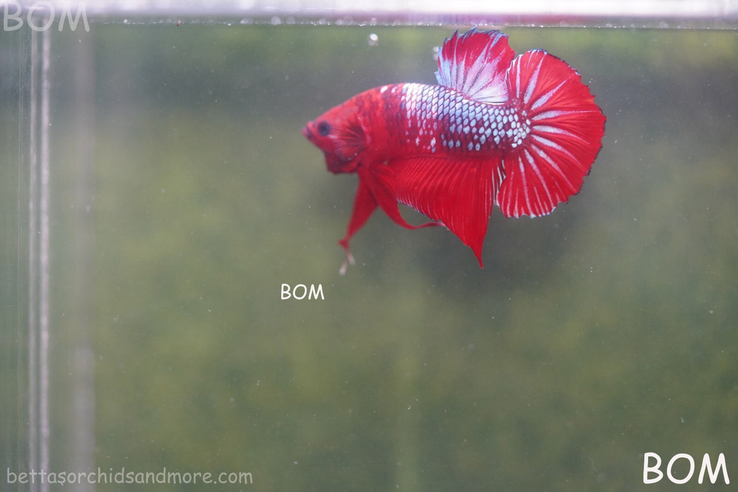 LIVE BETTA HMPK MALE FANCY RED | BOM-A177