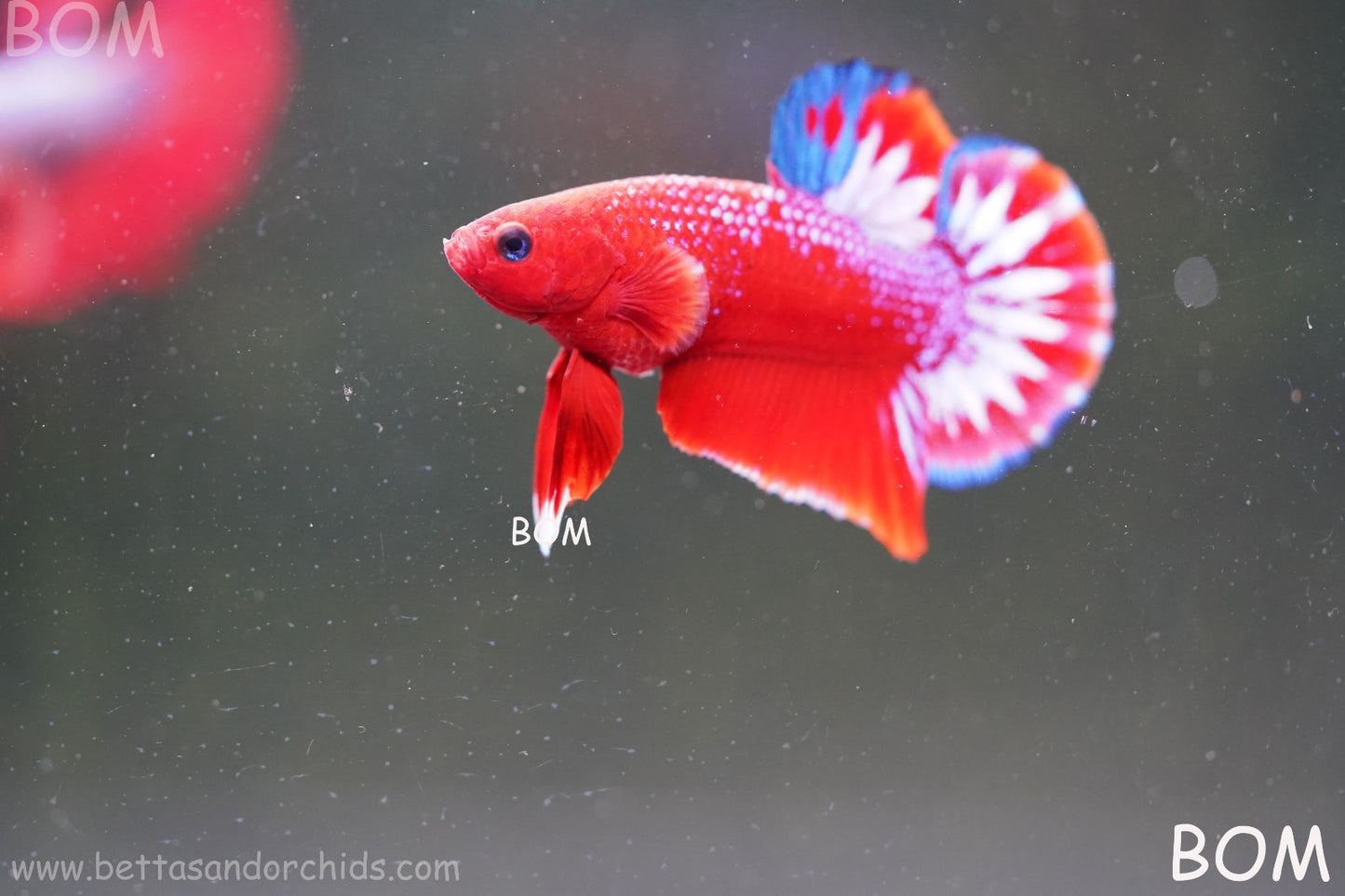 PREMIUM MALE HELLBOY HMPK BETTA Fish:Live HMPK | BOM-A270