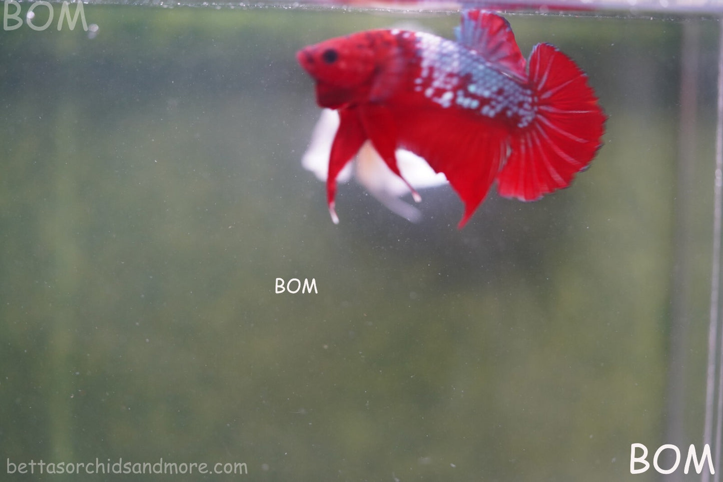 LIVE BETTA HMPK MALE FANCY RED | BOM-A177