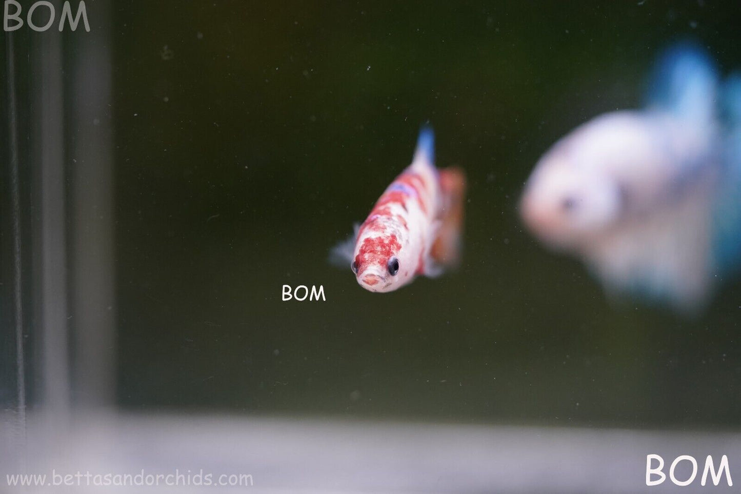 LIVE BETTTA BIG FEMALE MULTICOLOUR HMPK | BOM-A118