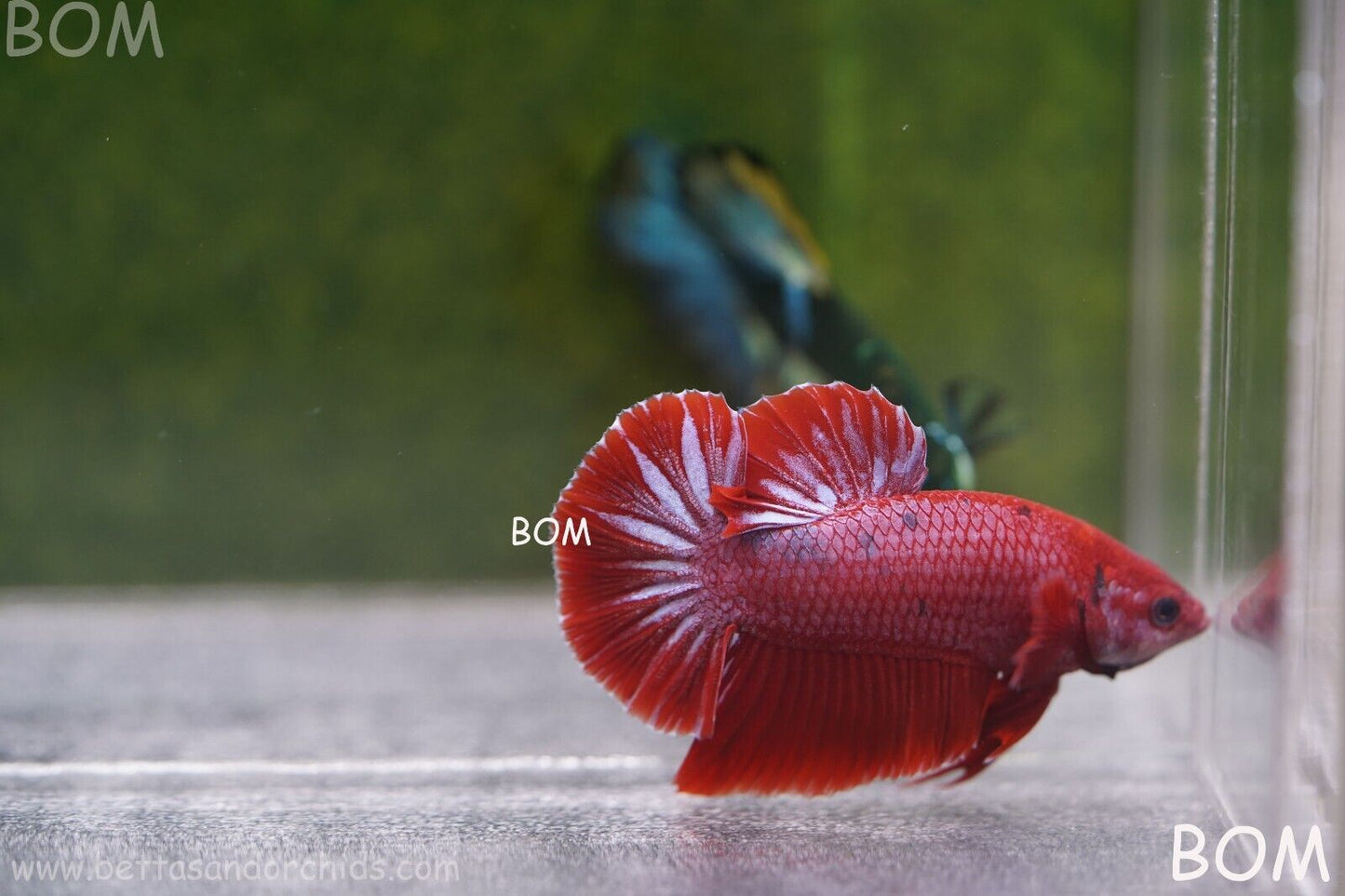 LIVE BETTA MALE RED | BOM830