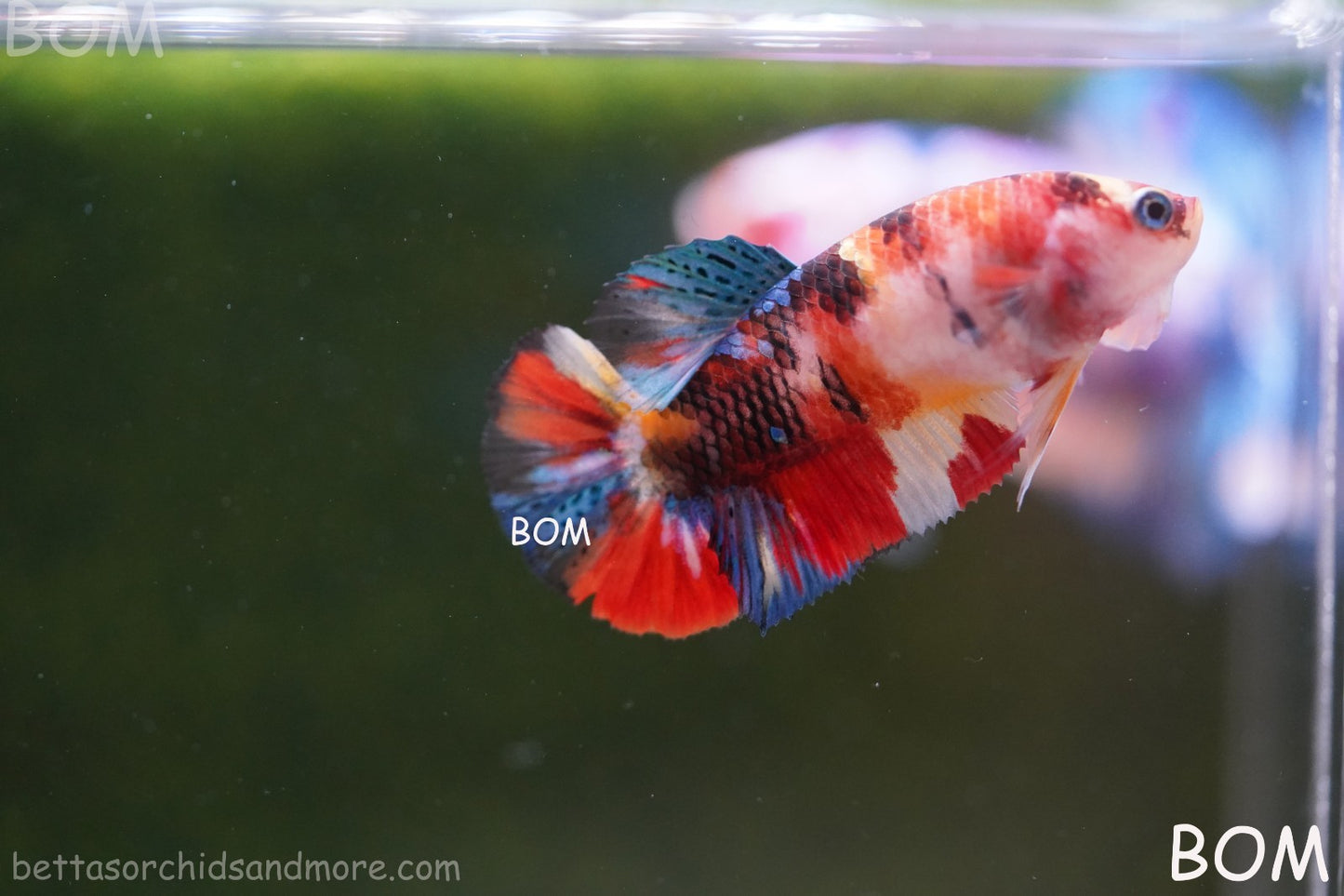 LIVE BETTTA FEMALE METALLIC MULTICOLOUR HMPK BEAUTIFUL COLOURS | BOM-A286