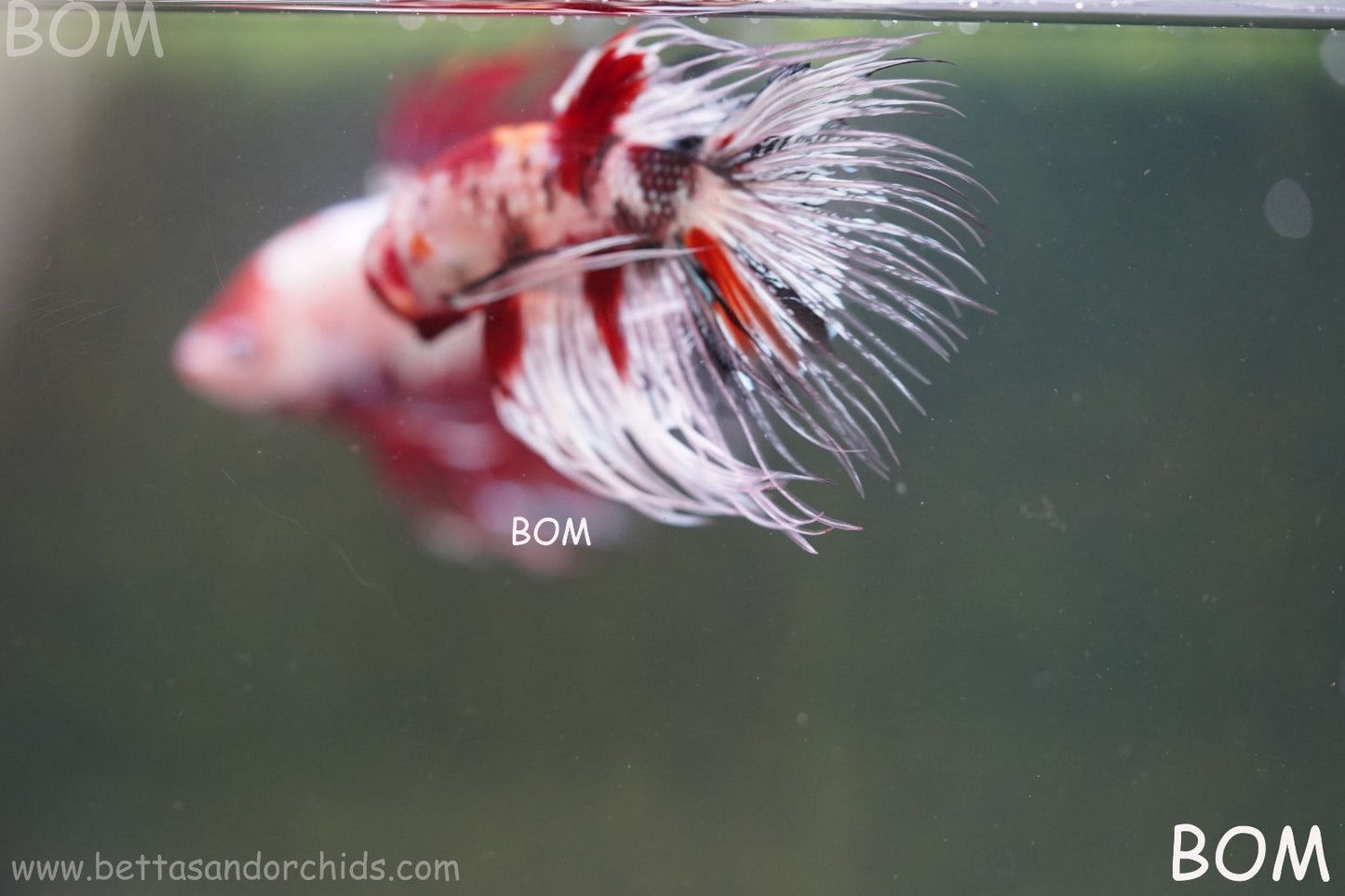 LIVE BETTA MALE CROWN RED KOI : Unique Fish | BOM-A295