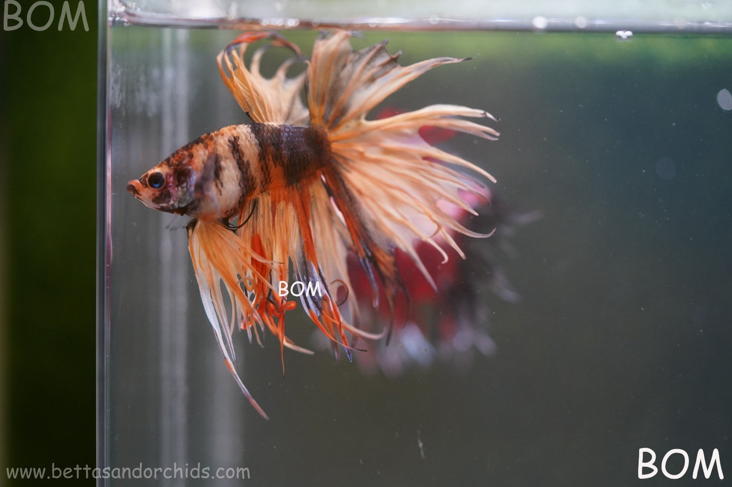 LIVE BETTA MALE CROWN JELLY YELLOW : Unique Fish | BOM-A301