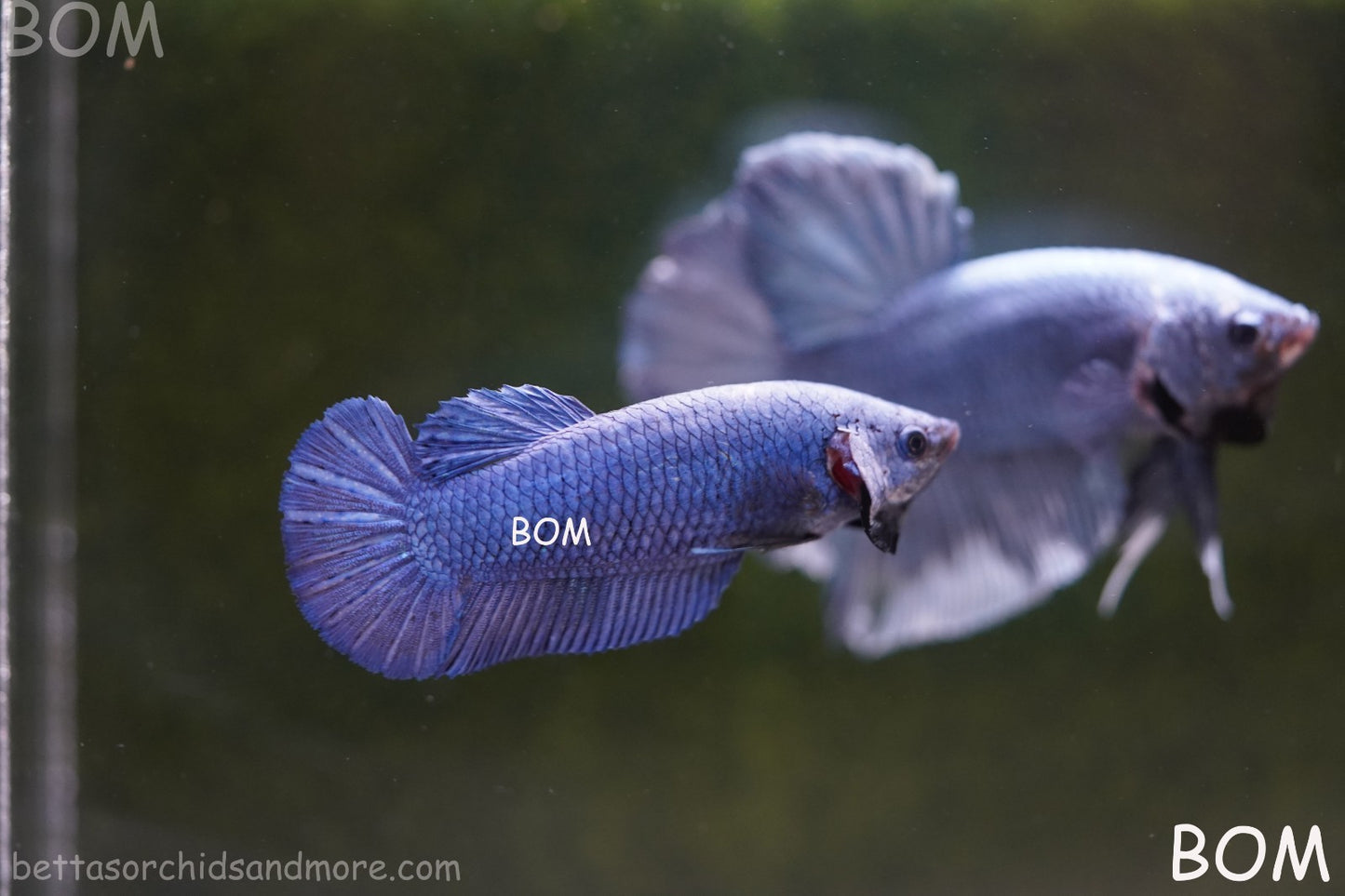 LIVE BETTA GIANT FEMALE BLUE SERIES | BOM-A308