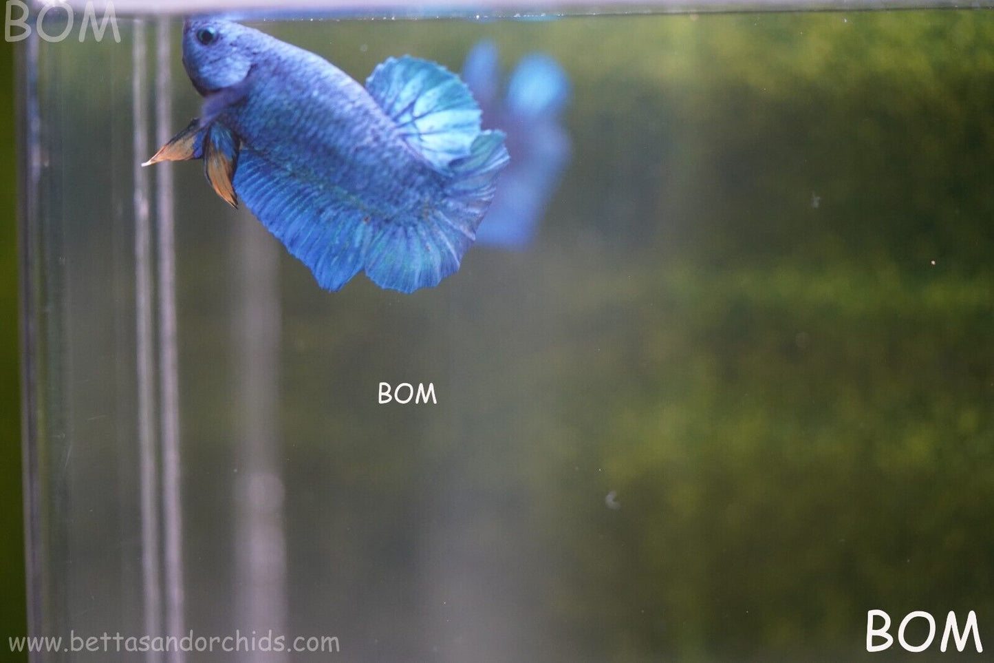 MALE GREEN ARMOUR SERIES Plakat Betta Fish: Live HMPK YELLOW TIE BOM-A65
