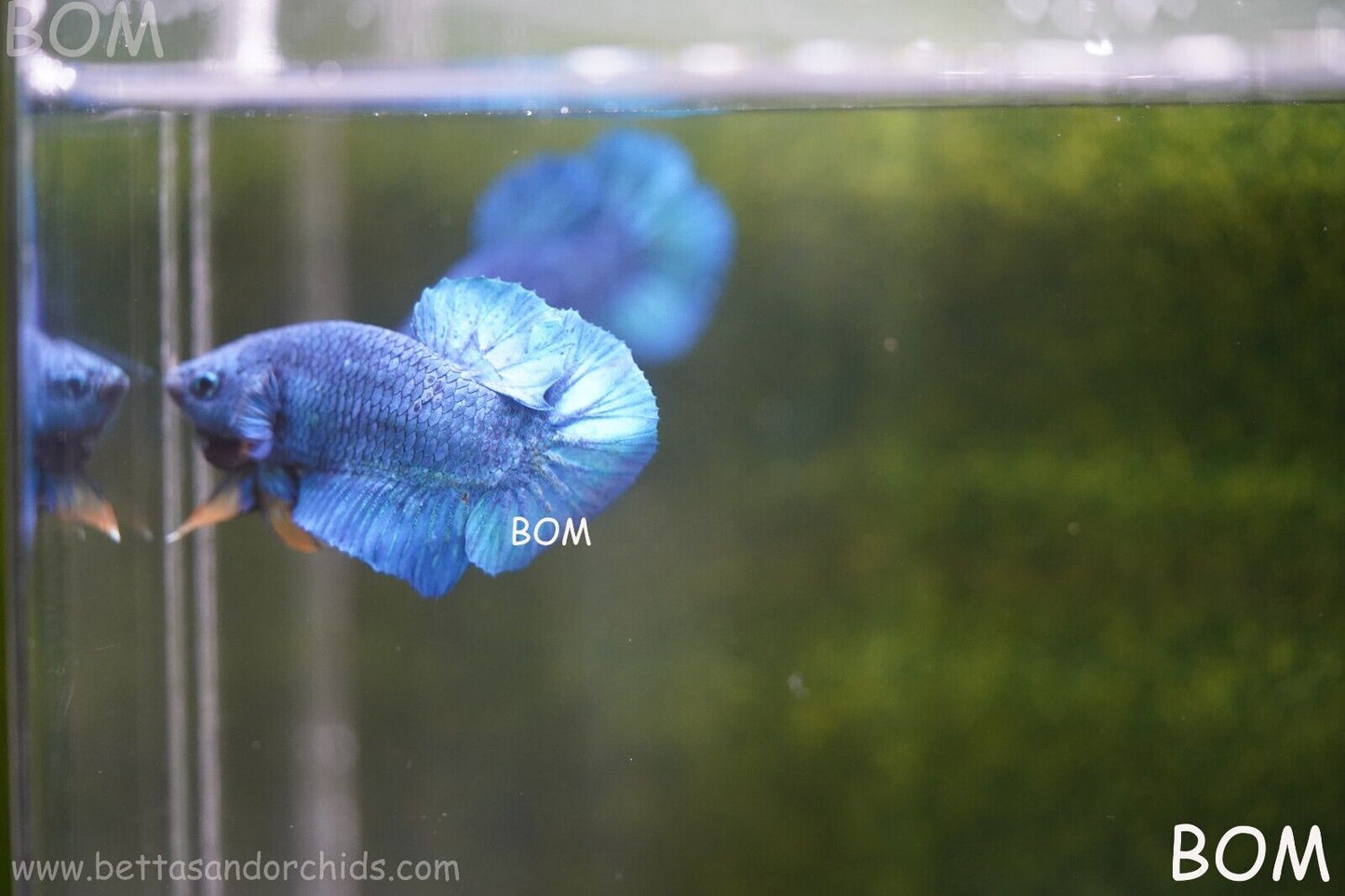 MALE GREEN ARMOUR SERIES Plakat Betta Fish: Live HMPK YELLOW TIE BOM-A65
