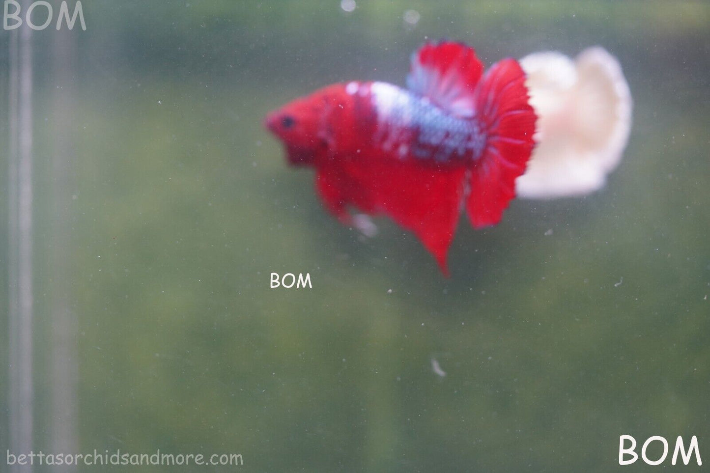 LIVE BETTA HMPK MALE FANCY RED | BOM-A177