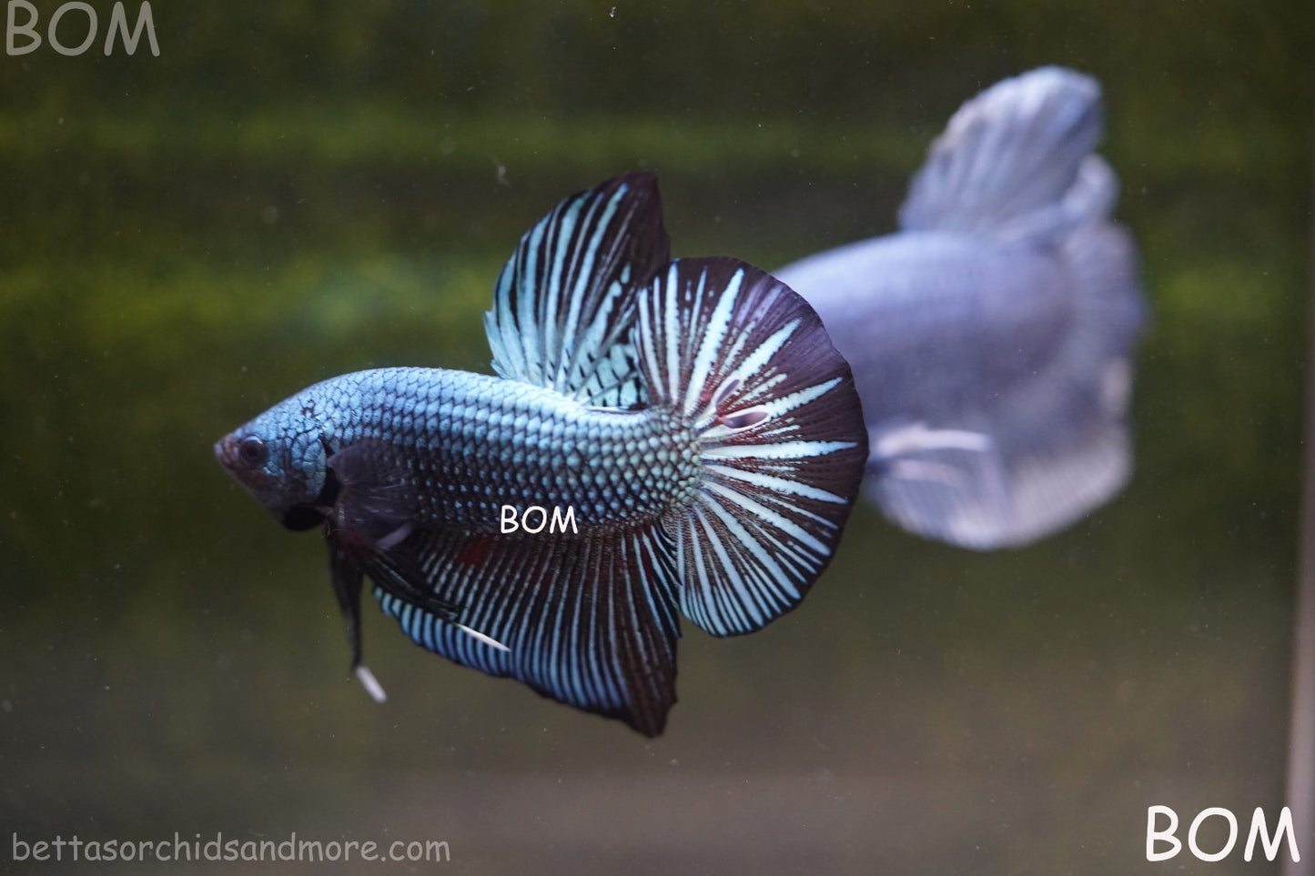 LIVE BETTA GIANT MALE BLUE SERIES 5 CM BO | BOM-A313