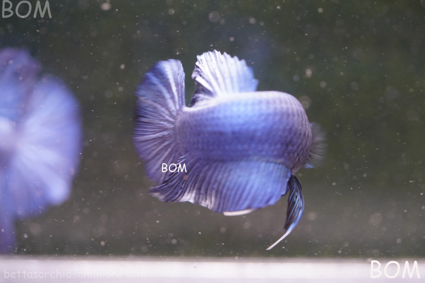 Betta Plakat GIANT MALE BLUE SERIES 5 CM BO | BOM-A304