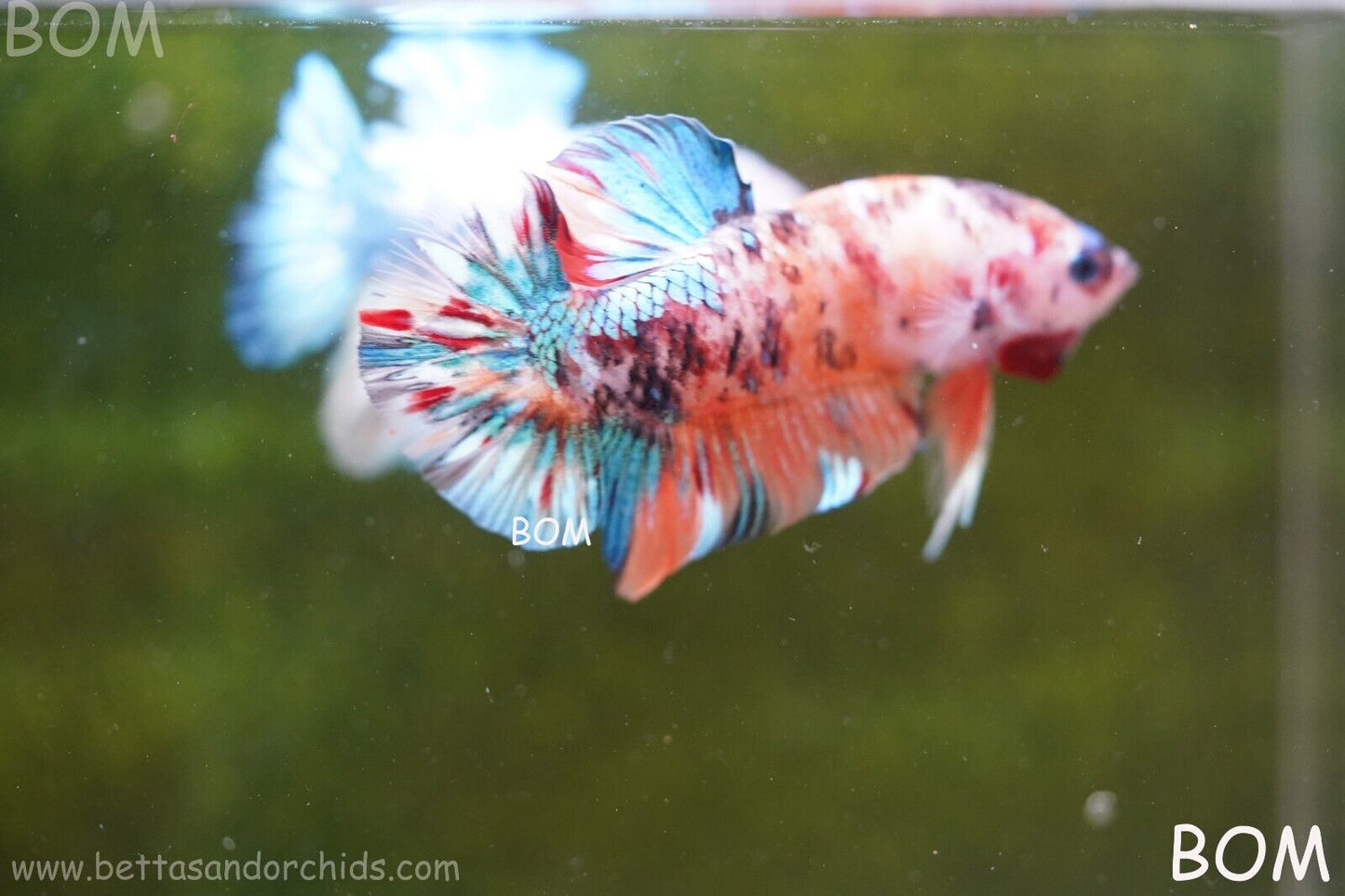 LIVE BETTTA BIG MALE MULTICOLOUR HMPK | BOM-A113