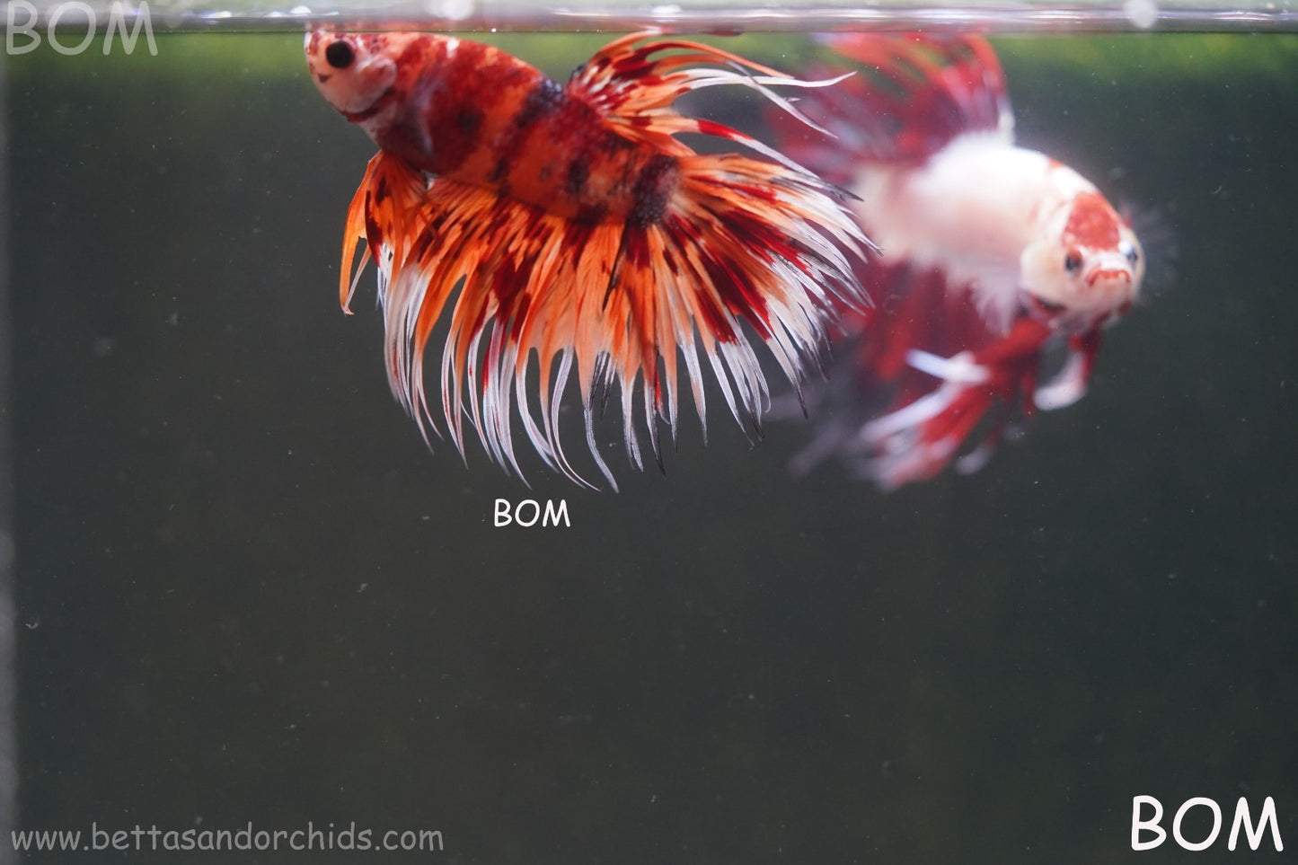 LIVE BETTA MALE CROWN LEOPARDS FIREWORKS : Unique Fish | BOM-A298