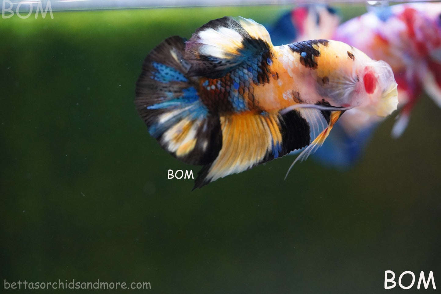 LIVE BETTTA MALE METALLIC MULTICOLOUR HMPK BEAUTIFUL COLOURS | BOM-A284