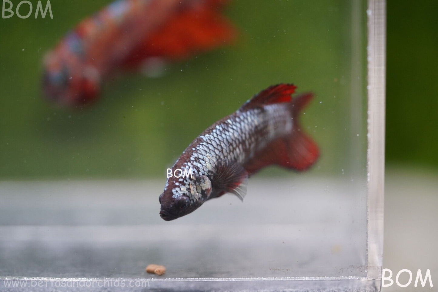 FEMALE RED SAMURAI HMPK Betta Fish - SORORITY : BOM997