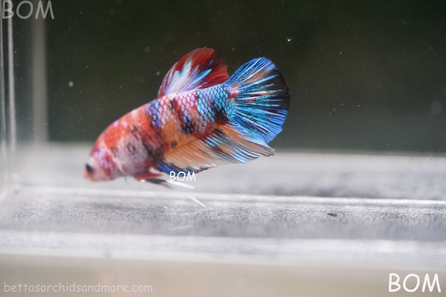 LIVE BETTTA BIG MALE MULTICOLOUR HMPK | BOM-A144